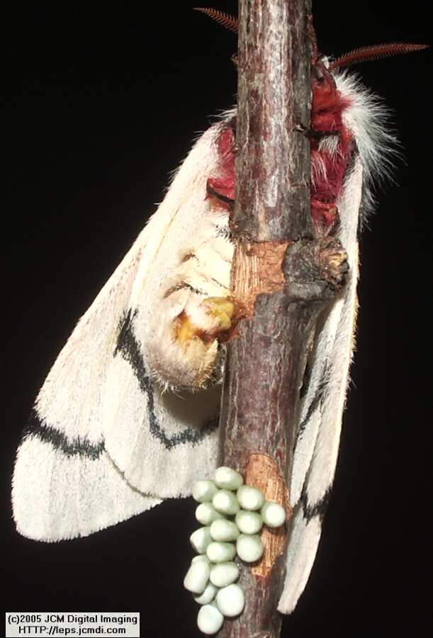 Hemileuca burnsi (Burns' Silk Moth) images, rearing, larvae, pupae, cocoons, and documentary