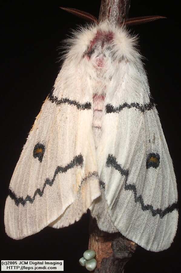 Hemileuca burnsi (Burns' Silk Moth) images, rearing, larvae, pupae, cocoons, and documentary