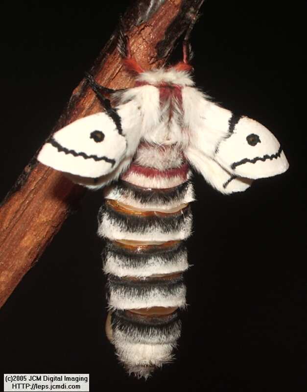 Hemileuca burnsi (Burns' Silk Moth) images, rearing, larvae, pupae, cocoons, and documentary
