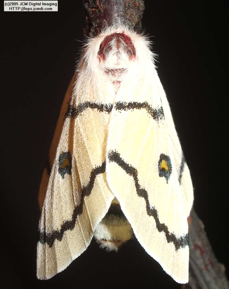 Hemileuca burnsi (Burns' Silk Moth) images, rearing, larvae, pupae, cocoons, and documentary
