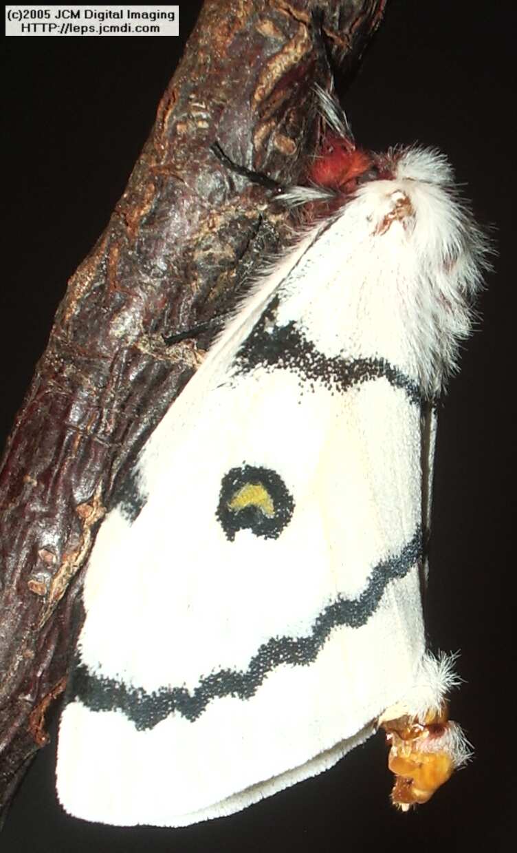 Hemileuca burnsi (Burns' Silk Moth) images, rearing, larvae, pupae, cocoons, and documentary