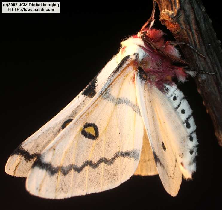 Hemileuca burnsi (Burns' Silk Moth) images, rearing, larvae, pupae, cocoons, and documentary