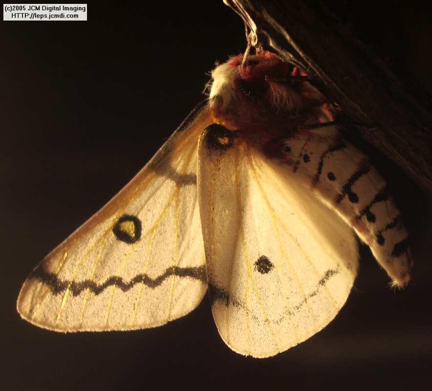 Hemileuca burnsi (Burns' Silk Moth) images, rearing, larvae, pupae, cocoons, and documentary