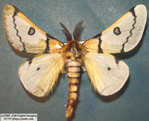 Hemileuca burnsi (Burns' Silk Moth) images, rearing, larvae, pupae, cocoons, and documentary