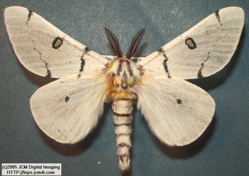 Hemileuca burnsi (Burns' Silk Moth) images, rearing, larvae, pupae, cocoons, and documentary