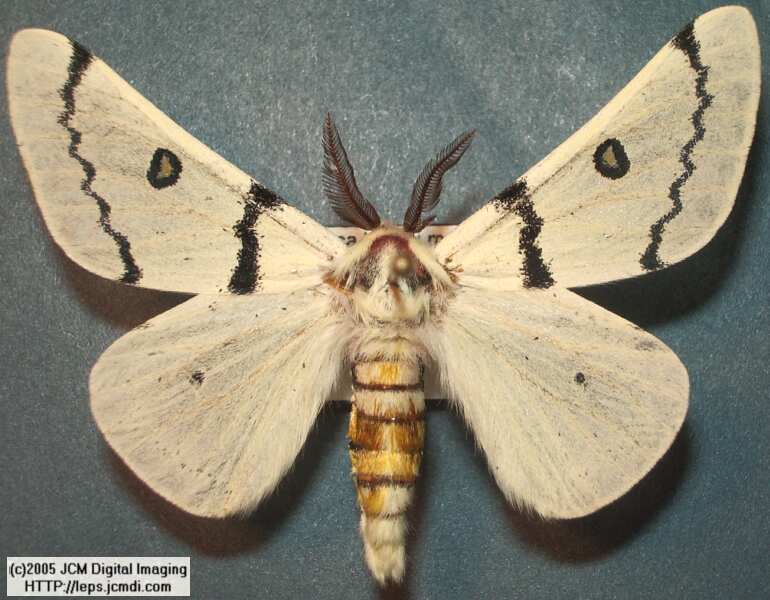 Hemileuca burnsi (Burns' Silk Moth) images, rearing, larvae, pupae, cocoons, and documentary