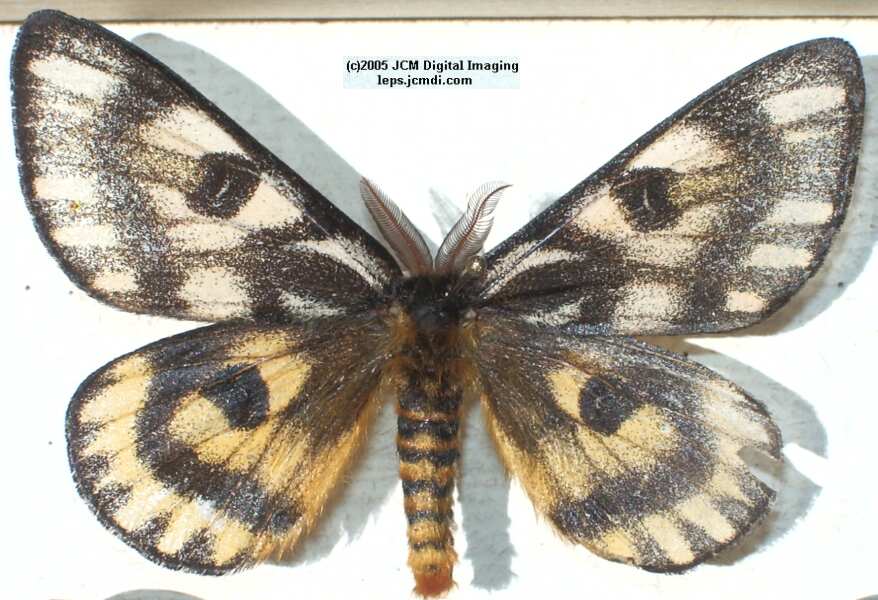 Hemileuca eglanterina (Western/Elegant Sheepmoth) images, rearing, larvae, pupae, cocoons, and documentary