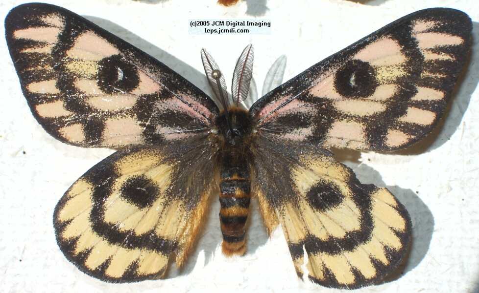 Hemileuca eglanterina (Western/Elegant Sheepmoth) images, rearing, larvae, pupae, cocoons, and documentary
