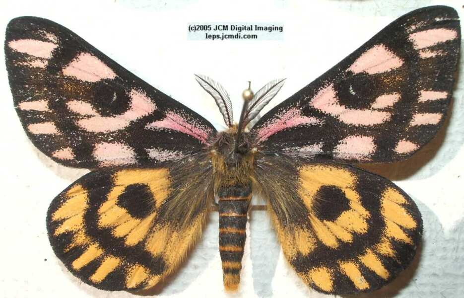 Hemileuca eglanterina (Western/Elegant Sheepmoth) images, rearing, larvae, pupae, cocoons, and documentary