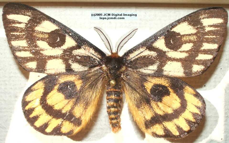 Hemileuca eglanterina (Western/Elegant Sheepmoth) images, rearing, larvae, pupae, cocoons, and documentary