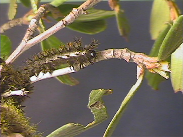 Hemileuca eglanterina (Western/Elegant Sheepmoth) images, rearing, larvae, pupae, cocoons, and documentary