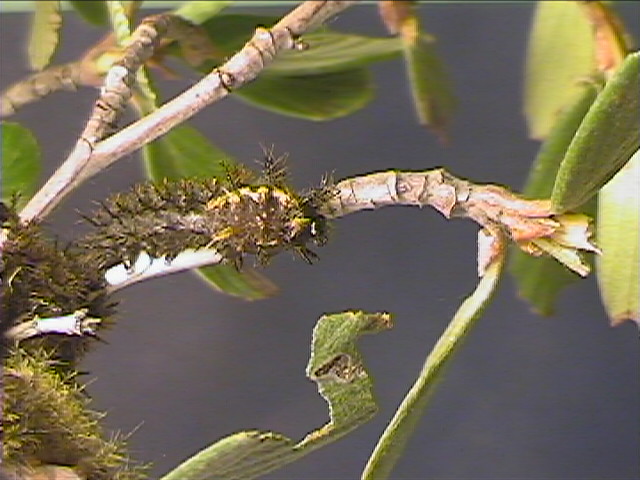 Hemileuca eglanterina (Western/Elegant Sheepmoth) images, rearing, larvae, pupae, cocoons, and documentary