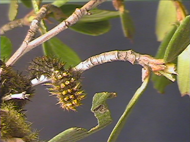 Hemileuca eglanterina (Western/Elegant Sheepmoth) images, rearing, larvae, pupae, cocoons, and documentary