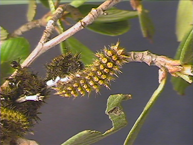 Hemileuca eglanterina (Western/Elegant Sheepmoth) images, rearing, larvae, pupae, cocoons, and documentary