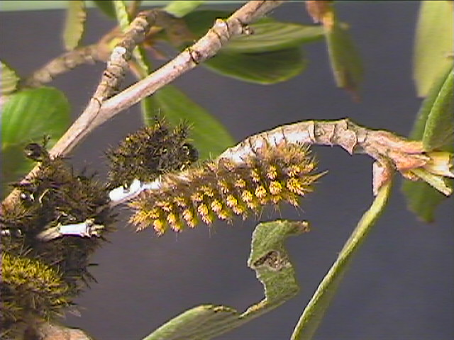 Hemileuca eglanterina (Western/Elegant Sheepmoth) images, rearing, larvae, pupae, cocoons, and documentary