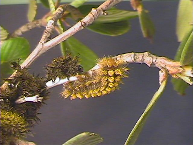 Hemileuca eglanterina (Western/Elegant Sheepmoth) images, rearing, larvae, pupae, cocoons, and documentary