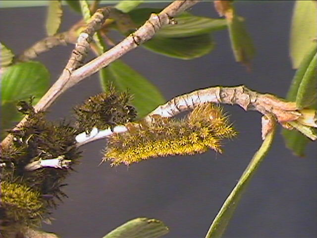 Hemileuca eglanterina (Western/Elegant Sheepmoth) images, rearing, larvae, pupae, cocoons, and documentary