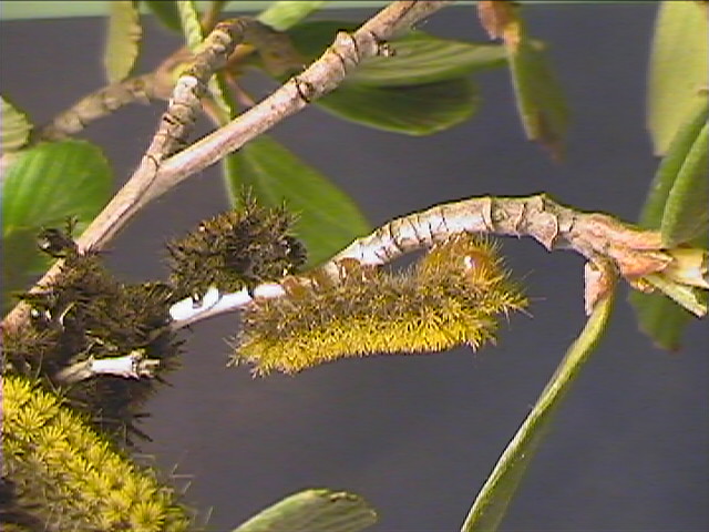 Hemileuca eglanterina (Western/Elegant Sheepmoth) images, rearing, larvae, pupae, cocoons, and documentary