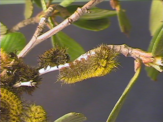 Hemileuca eglanterina (Western/Elegant Sheepmoth) images, rearing, larvae, pupae, cocoons, and documentary