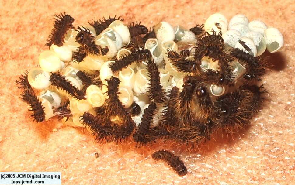 Hemileuca eglanterina (Western/Elegant Sheepmoth) images, rearing, larvae, pupae, cocoons, and documentary