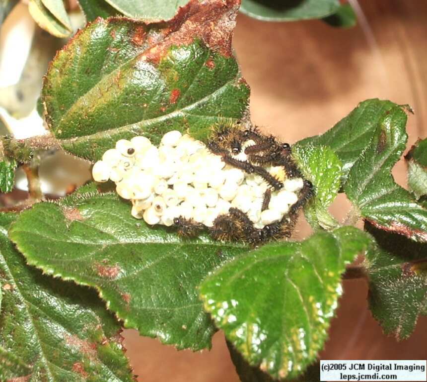 Hemileuca eglanterina (Western/Elegant Sheepmoth) images, rearing, larvae, pupae, cocoons, and documentary