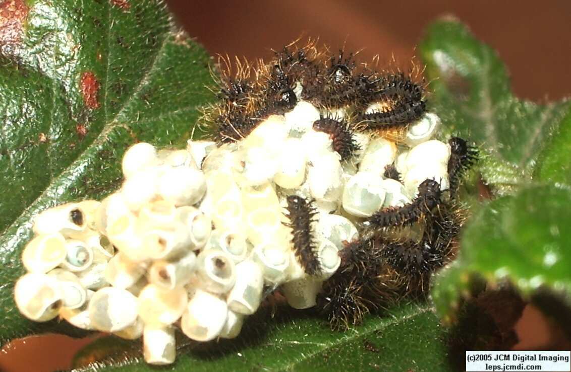 Hemileuca eglanterina (Western/Elegant Sheepmoth) images, rearing, larvae, pupae, cocoons, and documentary