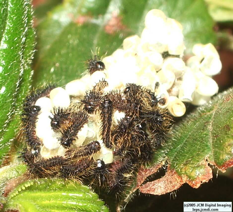Hemileuca eglanterina (Western/Elegant Sheepmoth) images, rearing, larvae, pupae, cocoons, and documentary