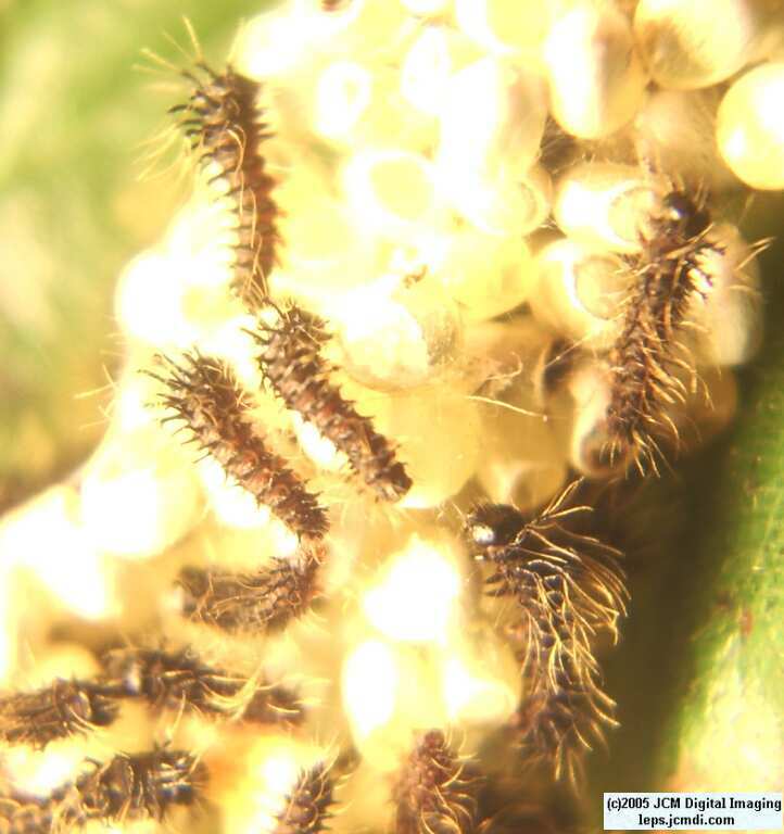 Hemileuca eglanterina (Western/Elegant Sheepmoth) images, rearing, larvae, pupae, cocoons, and documentary