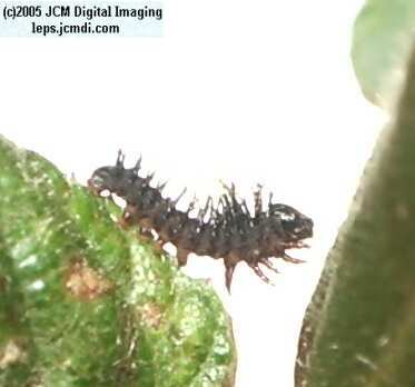 Hemileuca eglanterina (Western/Elegant Sheepmoth) images, rearing, larvae, pupae, cocoons, and documentary