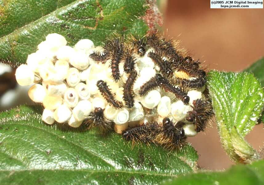 Hemileuca eglanterina (Western/Elegant Sheepmoth) images, rearing, larvae, pupae, cocoons, and documentary