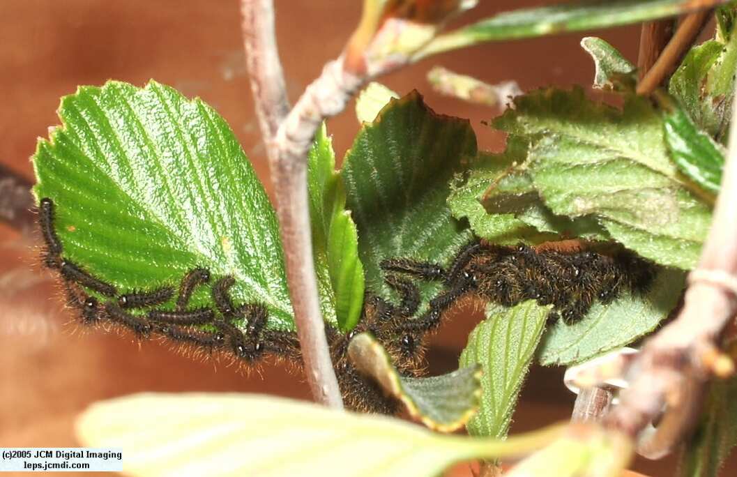 Hemileuca eglanterina (Western/Elegant Sheepmoth) images, rearing, larvae, pupae, cocoons, and documentary