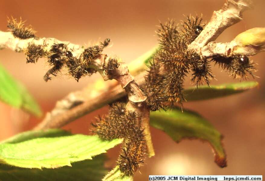 Hemileuca eglanterina (Western/Elegant Sheepmoth) images, rearing, larvae, pupae, cocoons, and documentary