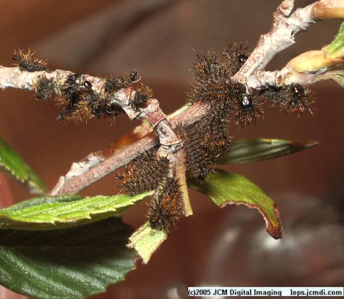 Hemileuca eglanterina (Western/Elegant Sheepmoth) images, rearing, larvae, pupae, cocoons, and documentary
