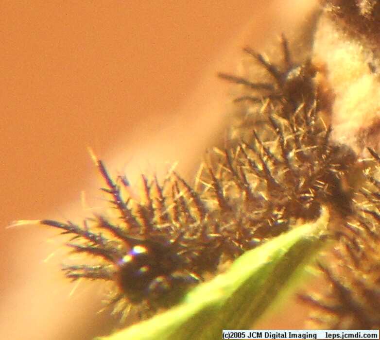 Hemileuca eglanterina (Western/Elegant Sheepmoth) images, rearing, larvae, pupae, cocoons, and documentary
