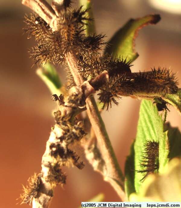 Hemileuca eglanterina (Western/Elegant Sheepmoth) images, rearing, larvae, pupae, cocoons, and documentary