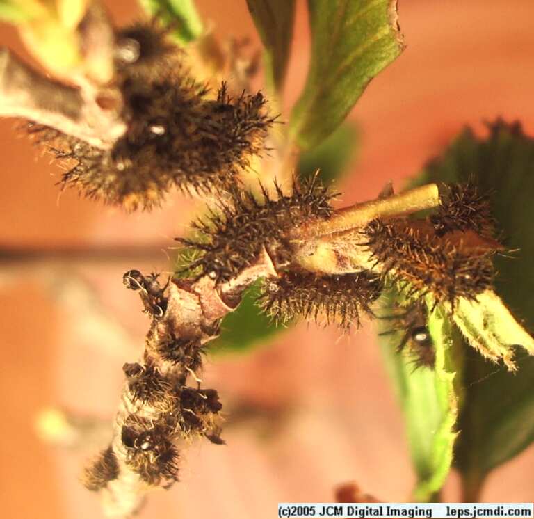 Hemileuca eglanterina (Western/Elegant Sheepmoth) images, rearing, larvae, pupae, cocoons, and documentary