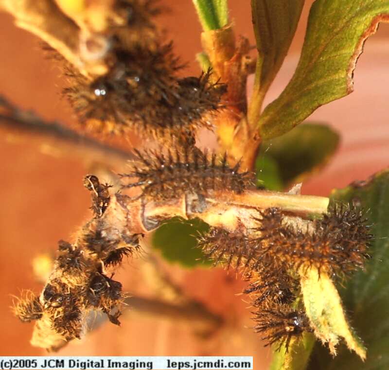 Hemileuca eglanterina (Western/Elegant Sheepmoth) images, rearing, larvae, pupae, cocoons, and documentary