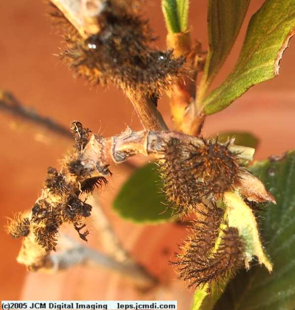 Hemileuca eglanterina (Western/Elegant Sheepmoth) images, rearing, larvae, pupae, cocoons, and documentary