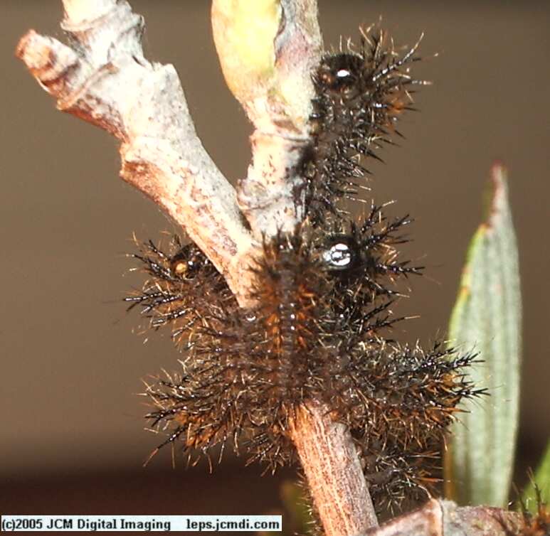 Hemileuca eglanterina (Western/Elegant Sheepmoth) images, rearing, larvae, pupae, cocoons, and documentary