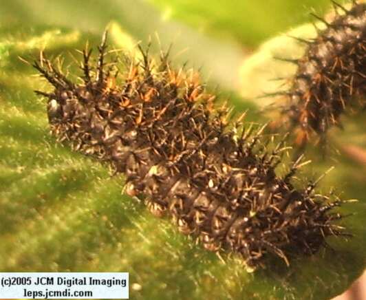 Hemileuca eglanterina (Western/Elegant Sheepmoth) images, rearing, larvae, pupae, cocoons, and documentary
