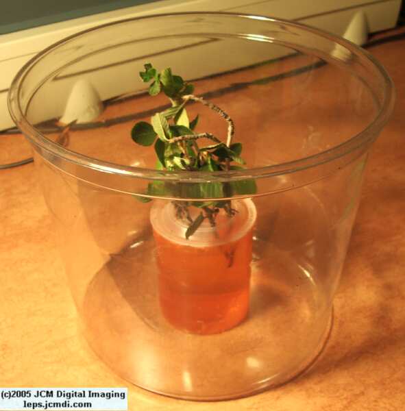 Hemileuca eglanterina (Western/Elegant Sheepmoth) images, rearing, larvae, pupae, cocoons, and documentary