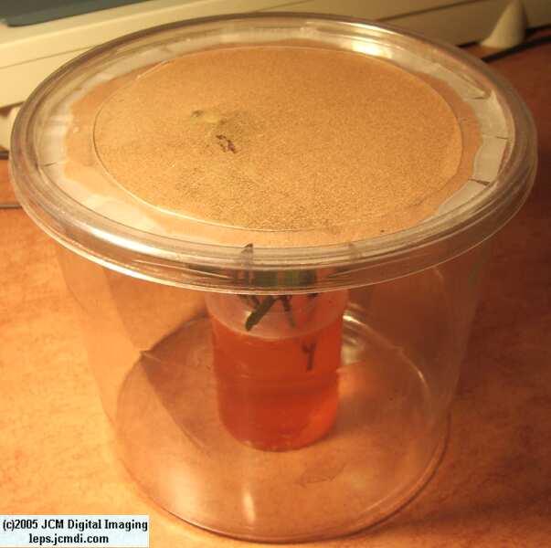 Hemileuca eglanterina (Western/Elegant Sheepmoth) images, rearing, larvae, pupae, cocoons, and documentary