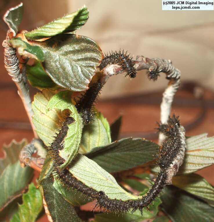 Hemileuca eglanterina (Western/Elegant Sheepmoth) images, rearing, larvae, pupae, cocoons, and documentary