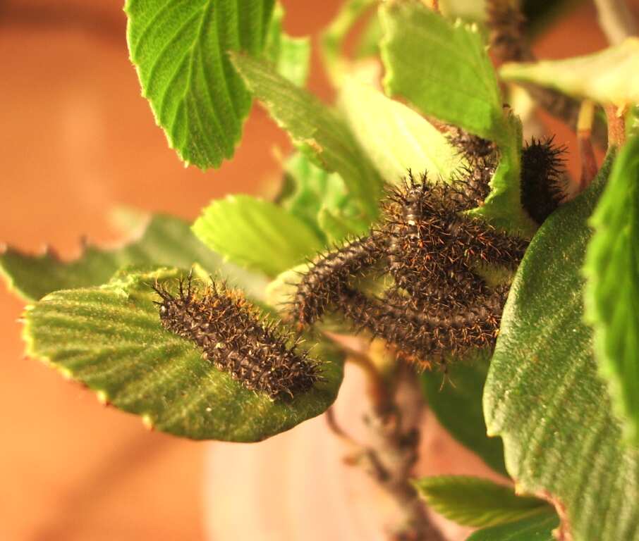Hemileuca eglanterina (Western/Elegant Sheepmoth) images, rearing, larvae, pupae, cocoons, and documentary