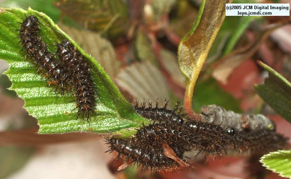 Hemileuca eglanterina (Western/Elegant Sheepmoth) images, rearing, larvae, pupae, cocoons, and documentary