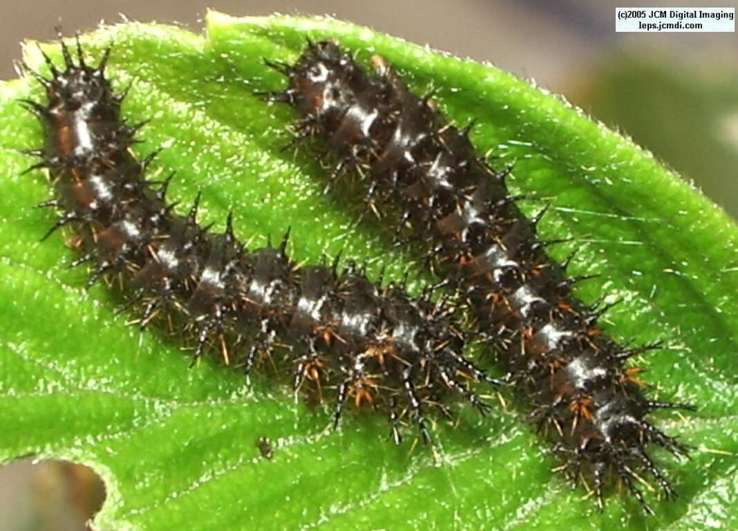 Hemileuca eglanterina (Western/Elegant Sheepmoth) images, rearing, larvae, pupae, cocoons, and documentary