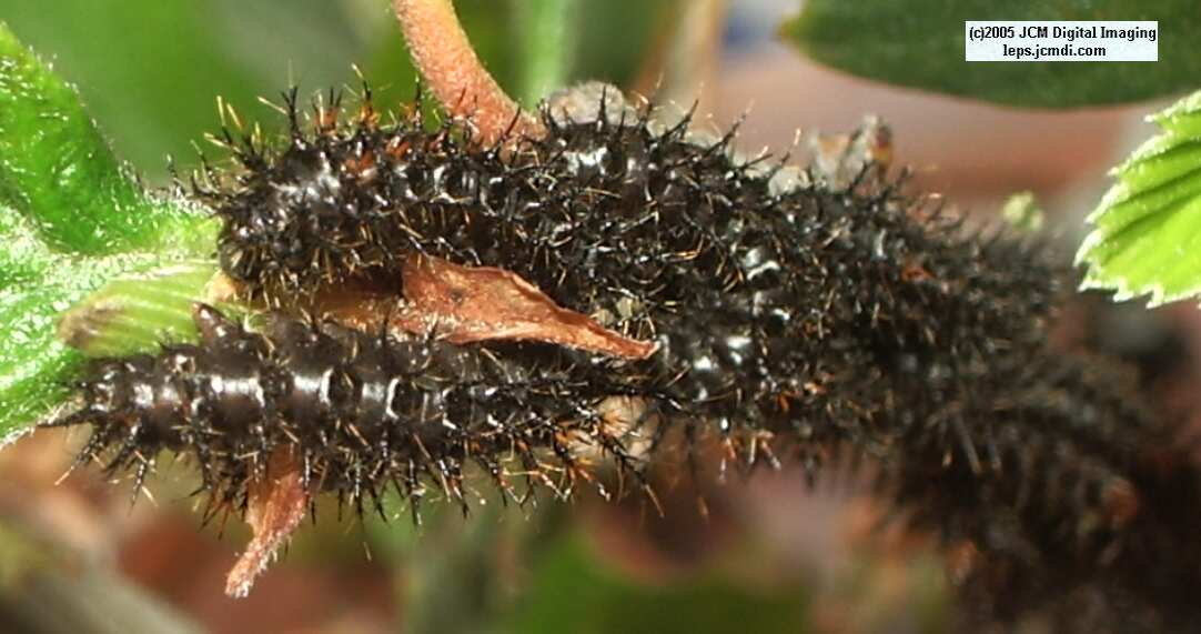 Hemileuca eglanterina (Western/Elegant Sheepmoth) images, rearing, larvae, pupae, cocoons, and documentary