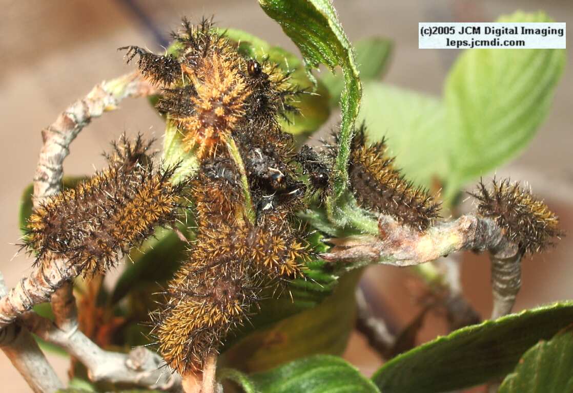 Hemileuca eglanterina (Western/Elegant Sheepmoth) images, rearing, larvae, pupae, cocoons, and documentary
