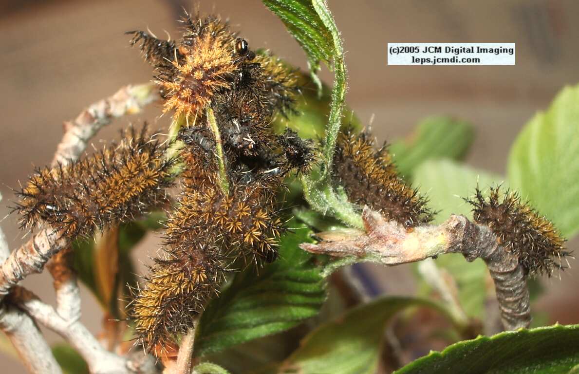 Hemileuca eglanterina (Western/Elegant Sheepmoth) images, rearing, larvae, pupae, cocoons, and documentary