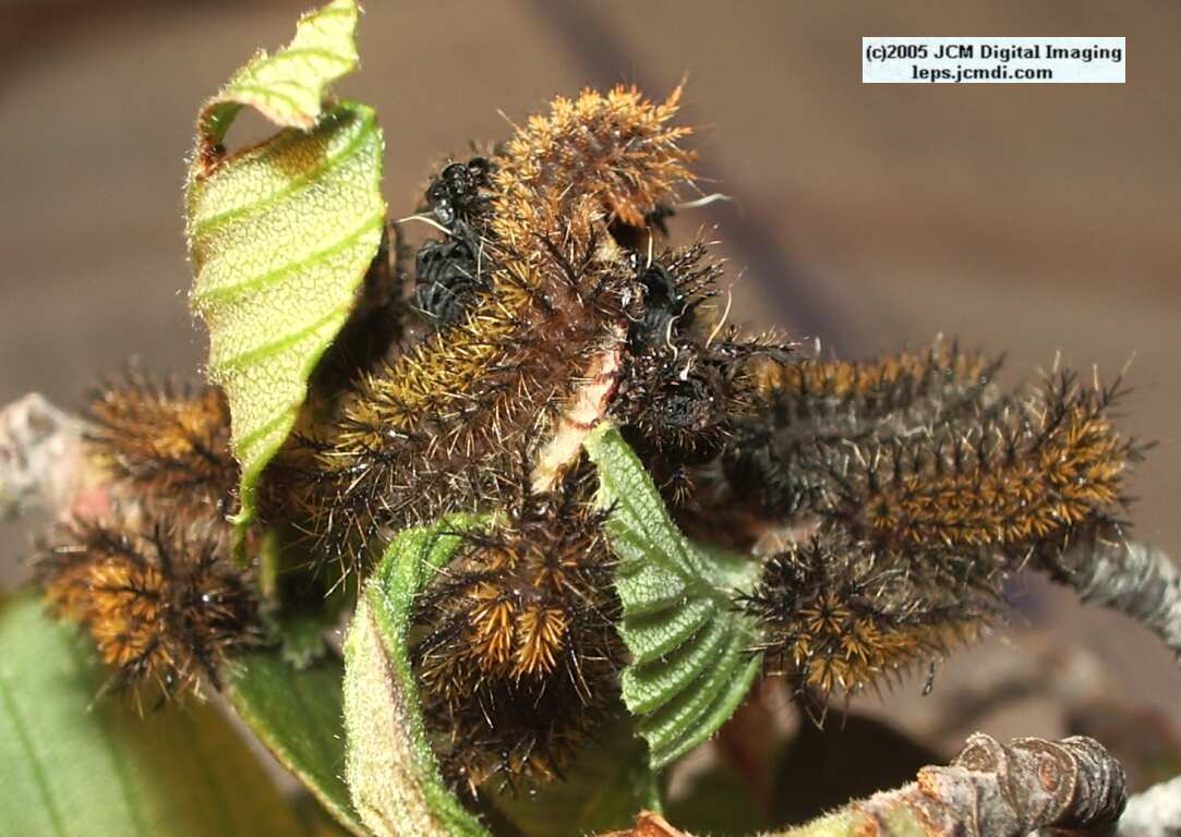 Hemileuca eglanterina (Western/Elegant Sheepmoth) images, rearing, larvae, pupae, cocoons, and documentary